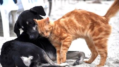 Sokak Hayvanları İçin 1kg Mama Bağışı