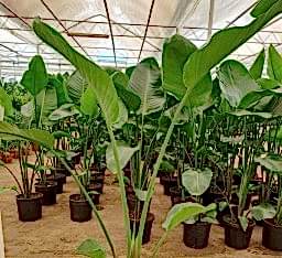 Starliçe (cennet Kuşu) Çiçeği