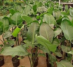 Starliçe (cennet Kuşu) Çiçeği