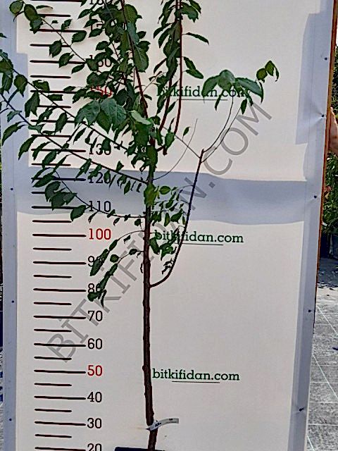 4 Yaş Kütahya Vişnesi Fidanı