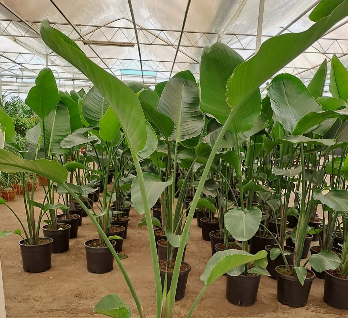 Starliçe (cennet Kuşu) Çiçeği